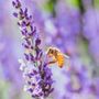 Photo of Ocimeae Lavender Farm