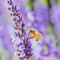 Ocimeae Lavender Farm