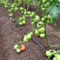 Sang Lee Farms - Early vine tomatoes - 6/23/2025