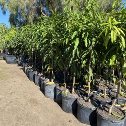 Atemoya Tropical Nursery - Thai mangoes/ green crunchy & sweet