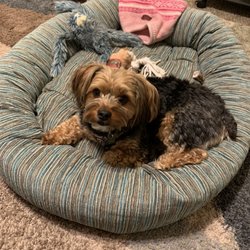 Enid Pet Services - This is my house guest for the next 5 days, book your appointments!!!