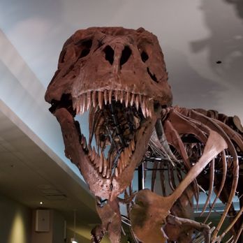Field Museum - Rawr - Museums Near Me - Chicago, Illinois Field Museum - Rawr - Museums Near Me - Chicago, Illinois