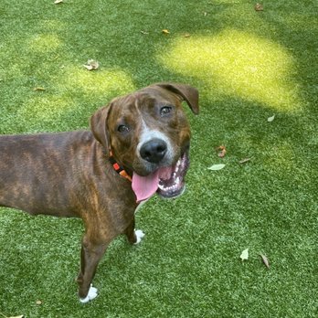 Pack Leader Dog Cares Services - Dog Walkers Near Me Pack Leader Dog Cares Services - Dog Walkers Near Me