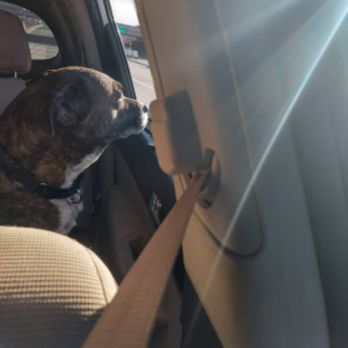 1st Pet Veterinary Centers - North Valley - Veterinarians Near Me - Phoenix, Arizona 1st Pet Veterinary Centers - North Valley - Veterinarians Near Me - Phoenix, Arizona