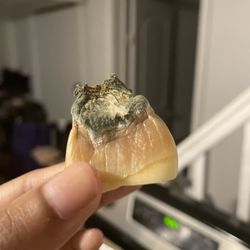 Farmbria Food Center - Spoiled elephant garlic sold to me by Farmbria. I peeled it and it was entirely moldy.