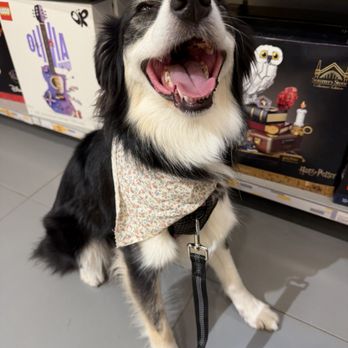 Loyalty and Legacy - Pet Training Near Me Loyalty and Legacy - Pet Training Near Me