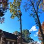 Photo of Ashland Tree Service