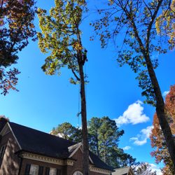 Ashland Tree Service - Ashland Tree Service in Raleigh NC Offers High Quality Tree Services At Affordable Pricing. Expert Raleigh tree removal service.