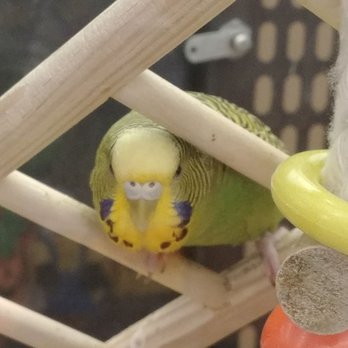 PetSmart - Pet Training Near Me - Orlando, Florida PetSmart - Pet Training Near Me - Orlando, Florida