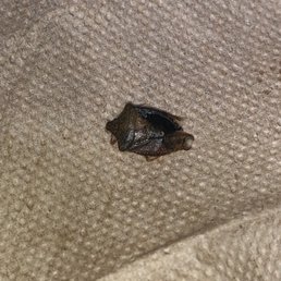 a small insect on the carpet a small insect on the carpet