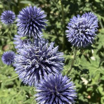 Denver Botanic Gardens - Botanical Gardens Near Me - Denver, Colorado Denver Botanic Gardens - Botanical Gardens Near Me - Denver, Colorado