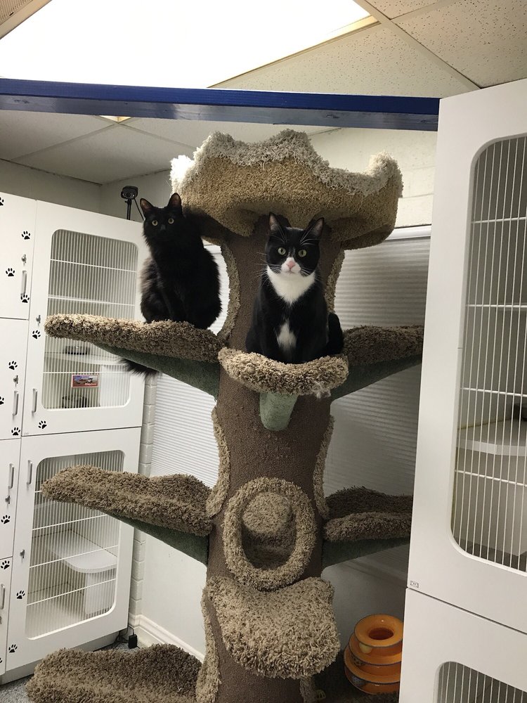 Kittyland Resort Spa 62 Photos 37 Reviews Pet Boarding 2443 Portola Rd Ventura Ca United States Phone Number