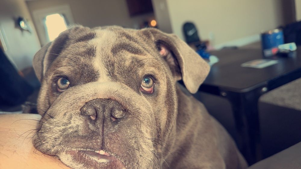 JAN’S GROOM SHACK Updated September 2024 1201 S Wall Ave, Joplin, Missouri Pet Groomers