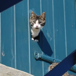 Cogges Manor Farm Museum - Nosy Kitten