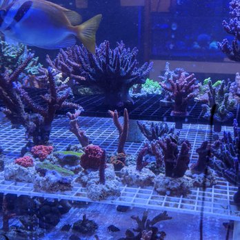 Lighthouse Aquatics - Aquarium Services Near Me - Indio, California