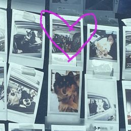 a dog in a car surrounded by polaroids a dog in a car surrounded by polaroids