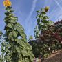 Photo of South Scottsdale Community Garden