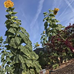 South Scottsdale Community Garden