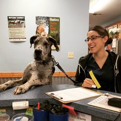 The Country Vet