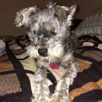 Bay Pet Grooming - Before and After - Pet Groomers Near Me - Lomita, California