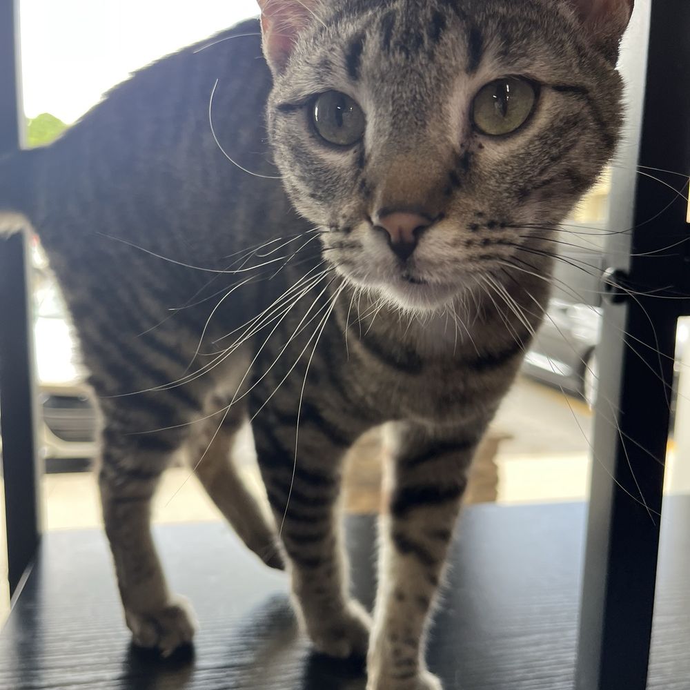 Cat Cat