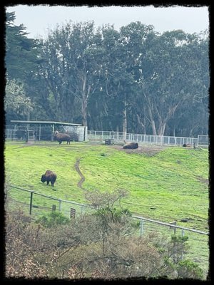 Bison Paddock by null