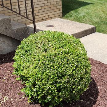 Margaritos General Contractor - Great at trimming - Landscaping Near Me
