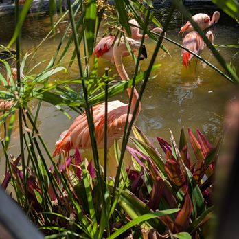 Sunken Gardens - flamingos! - Nurseries & Gardening Near Me - Saint Petersburg, Florida Sunken Gardens - flamingos! - Nurseries & Gardening Near Me - Saint Petersburg, Florida