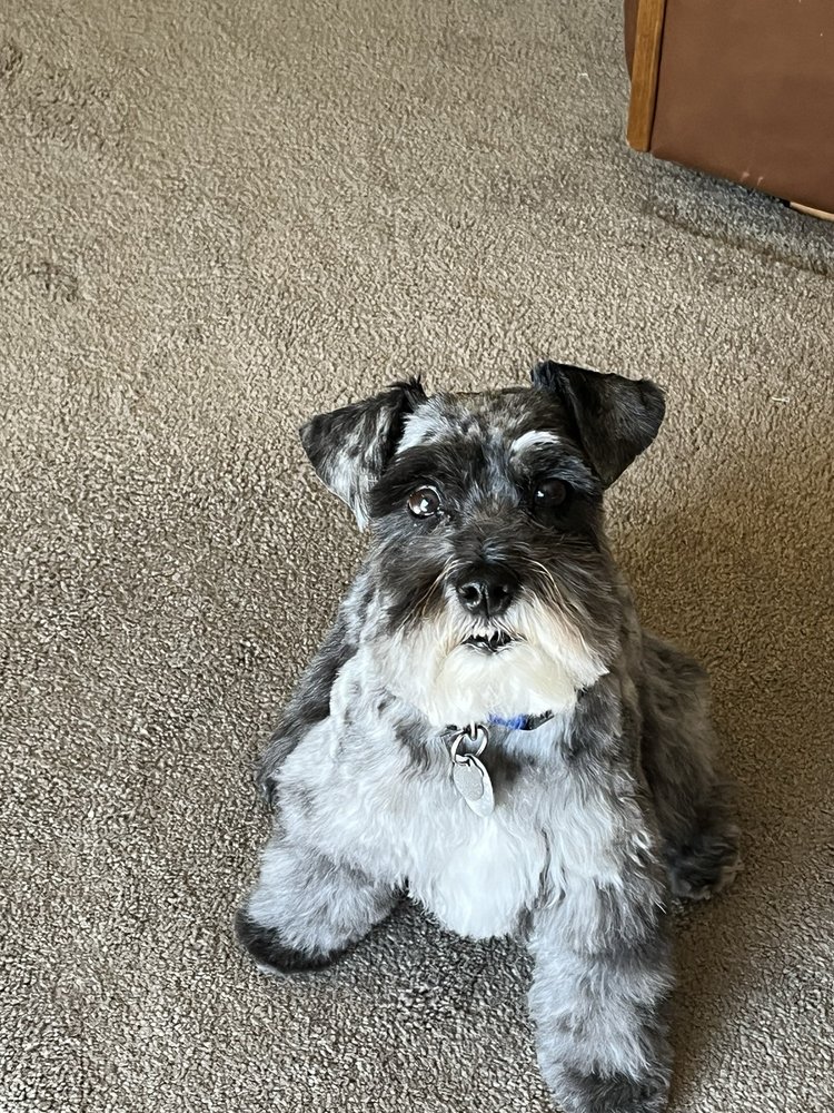 Vibes pet grooming Image