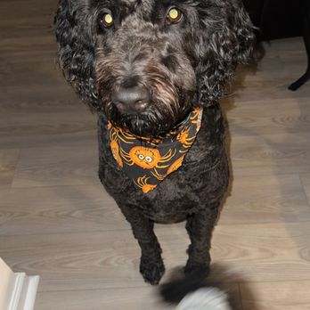 Petticoat Junction Pet Grooming - This if after being groomed! - Pet Sitting Near Me - Indianapolis, Indiana Petticoat Junction Pet Grooming - This if after being groomed! - Pet Sitting Near Me - Indianapolis, Indiana