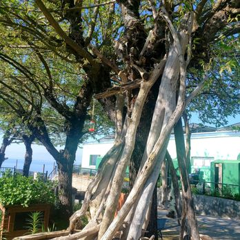 Aurora RV Park - Unique tree - RV Parks Near Me - Upper Lake, California
