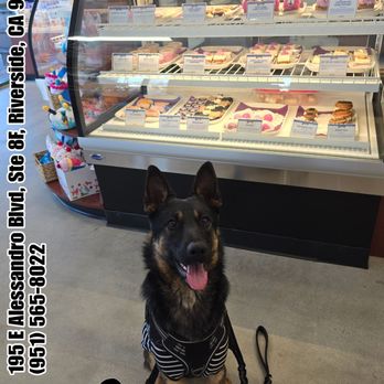 Three Dog Bakery - Riverside - #Kojak Who's the #Birthday Boy? About to get treat shopping for his birthday. He just turned 1! So many tasty treats to choose from. - Pet Stores Near Me - Riverside, California Three Dog Bakery - Riverside - #Kojak Who's the #Birthday Boy? About to get treat shopping for his birthday. He just turned 1! So many tasty treats to choose from. - Pet Stores Near Me - Riverside, California