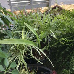 Betel Gardening Center