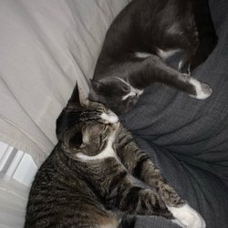 Fuzzy Butts Pet Services