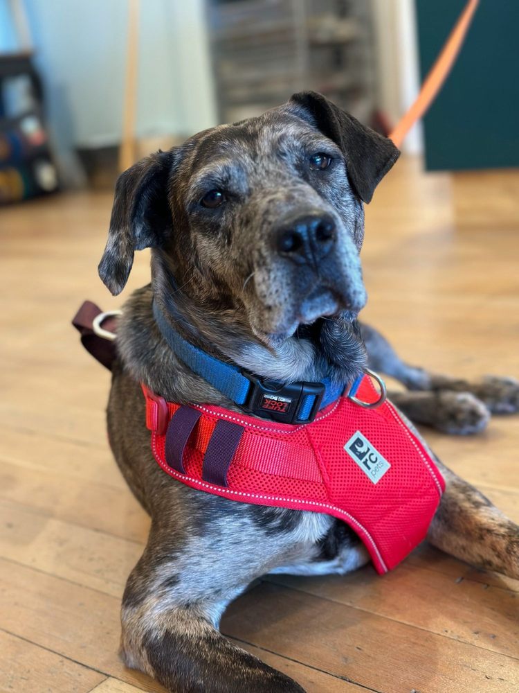Five Star Furrst Class Pet Travel Image