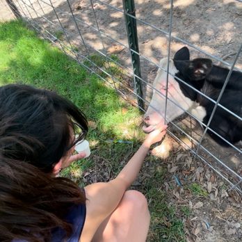Huddin Homestead Fun Farm - Cow - Attraction Farms Near Me - Rockwall, Texas