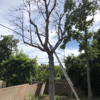 Solano Tree Service - Before - Tree Services Near Me - Monrovia, California