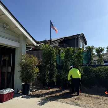 Moon Valley Nurseries - Crew working hard planting ficus - Nurseries & Gardening Near Me - El Cajon, California