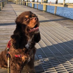 Kenosha Airport - Snickers, the hanger dog