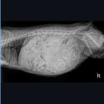 VEG ER for Pets - Xray - Emergency Pet Hospital Near Me - Oak Brook, Illinois