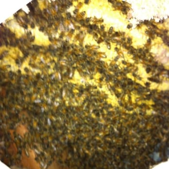 Live Bee Rescue - Bees in my attic - Pest Control Near Me Live Bee Rescue - Bees in my attic - Pest Control Near Me