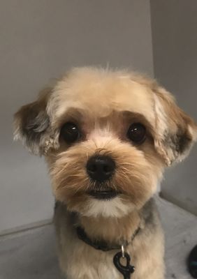 vca mccormick animal hospital