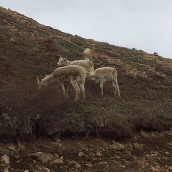 Wilderness Access Center - Mountain goats, I think. - Parks Near Me