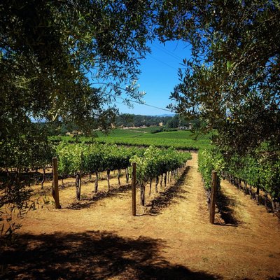 Farella Vineyard by null