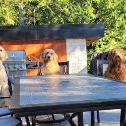 It's A Doodle K9 Service