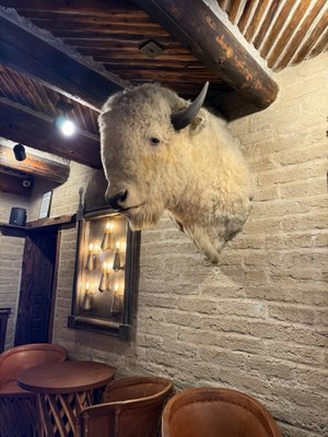 White Buffalo Bar by null