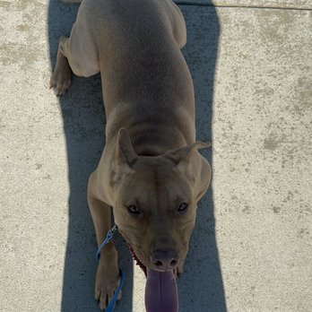 Tactical K9s Dog Training - Pet Training Near Me - Tracy, California