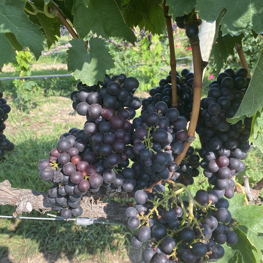 Raffaldini Winery - Wineries Near Me - Ronda, North Carolina Raffaldini Winery - Wineries Near Me - Ronda, North Carolina