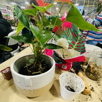 Green Acres Nursery & Supply - V-day Pot Up class - Nurseries & Gardening Near Me - Folsom, California Green Acres Nursery & Supply - V-day Pot Up class - Nurseries & Gardening Near Me - Folsom, California