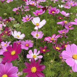Spider Web Gardens - Cosmos